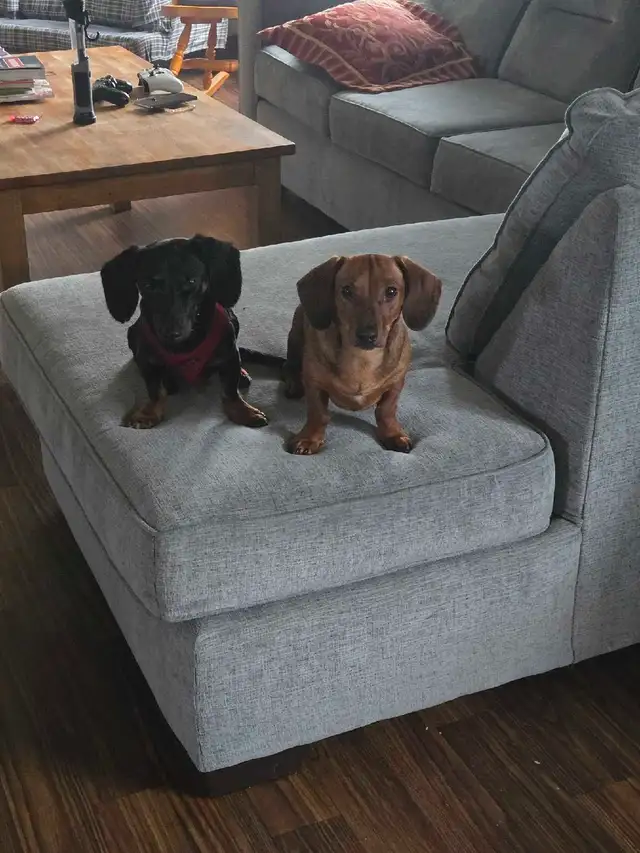 Purebread Miniature Dachshund Puppies Ready for Forever Homes! in Dogs & Puppies for Rehoming in Winnipeg - Image 9