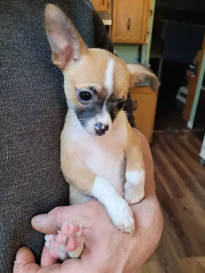 1 male left - Purebred Chihuahua Puppies, View more