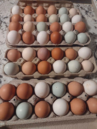 Chicken Hatching Eggs 