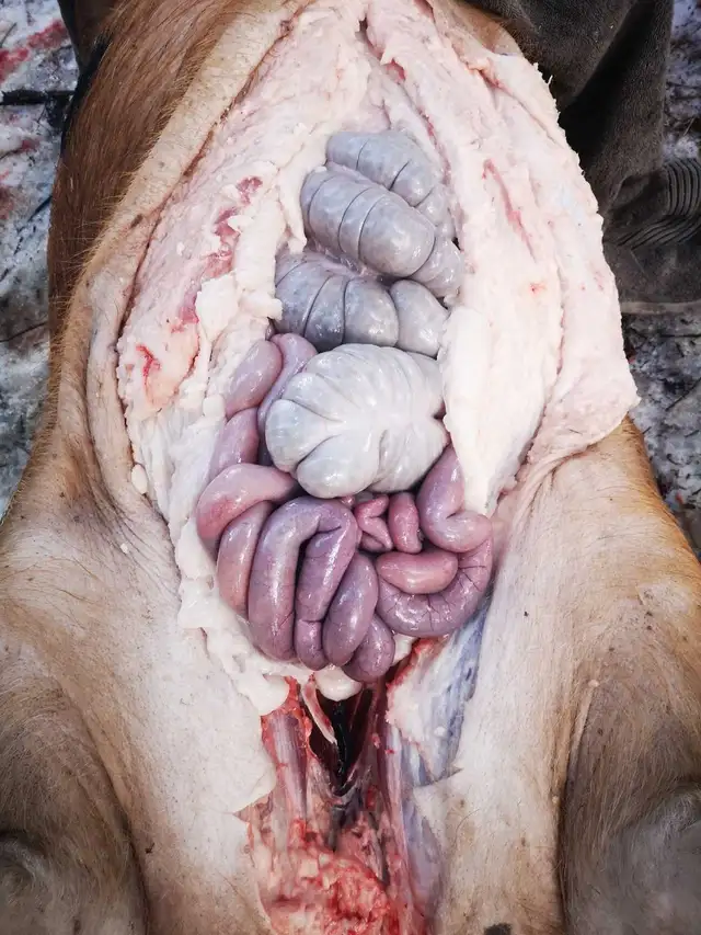 Butchering lessons 454256109992683524