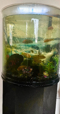 Half Circle Huge Fish Tank-Includes Everything