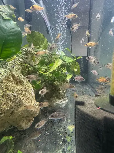 o.b peacock African cichlids , View more