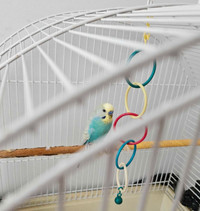 Budgie with cage and accessories 