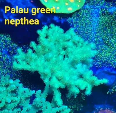 Palau green nepthea - saltwater coral frag, View more