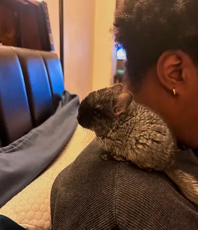 Adorable Baby Chinchilla (Female) – Friendly & Healthy , View more