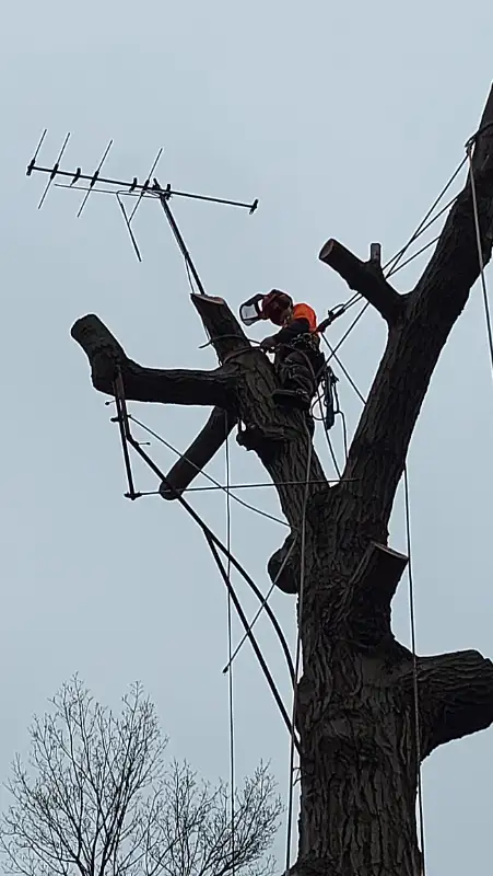 ISA ARBORIST - TREE SERVICES | STUMPS | CLEAN UP in Lawn, Tree Maintenance & Eavestrough in City of Toronto - Image 4