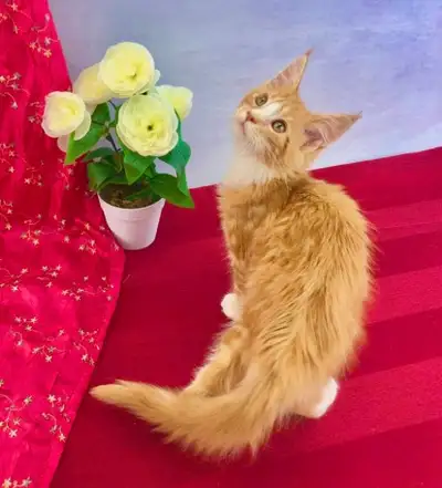 Maine Coon Kitten - This is a Female, View more