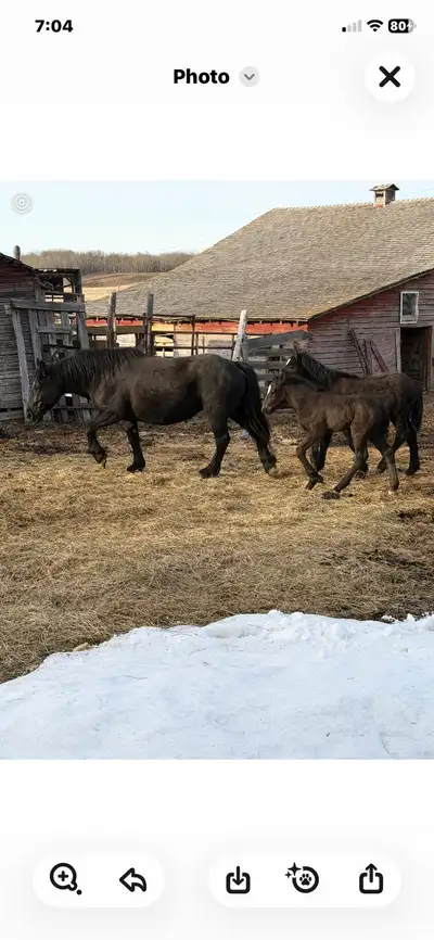  old style Percheron mares, View more