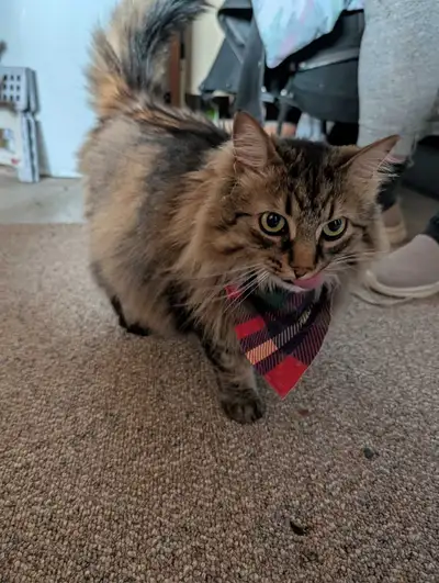 Our Beautiful, loving cat needs a new home, View more