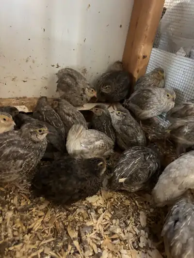 Silver Coturnix Quail , View more