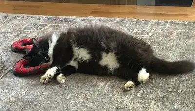 Very sweet cat that loves attention. He’s fixed and tattooed so I am looking for the money just to c...