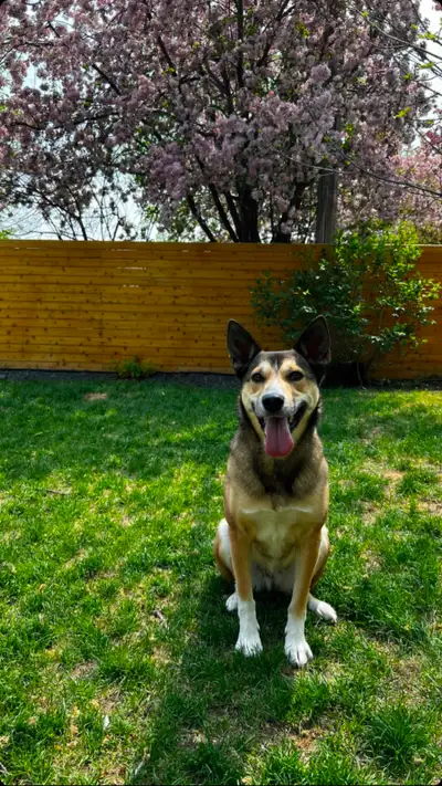 Looking For A Forever Home, View more