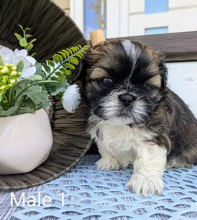 ❤️ Beautiful Shih Tzu Puppies ❤️ *2 boys left*, View more