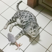 Purebred Silver Bengal Cat for Rehome