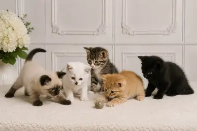 Adorable Siamese Cross Kittens - 8 Weeks Old and Ready Now!, View more