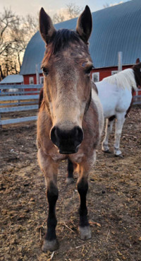 Buckskin Mare