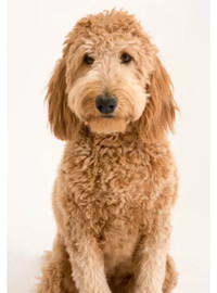 Gentle dog home-grooming, effordable price
