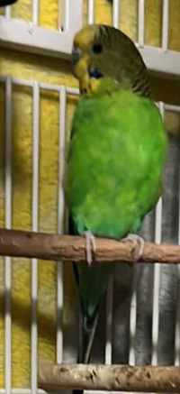 Green budgie 