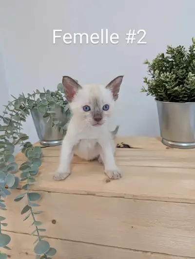 8 chatons siamois ! Maman Tortie point Papa Chocolat point - 6 males - 2 femelles (1er choix femelle...
