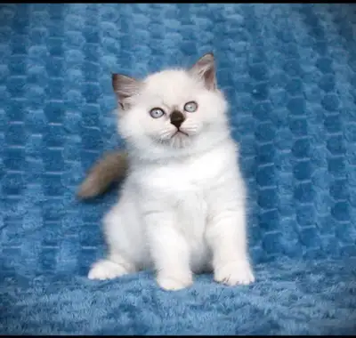 Adorable Ragdoll Kittens, View more