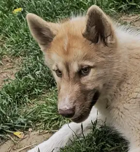 RARE Canadian Eskimo Puppy -Feisty (M) in Dogs & Puppies for Rehoming in Hamilton - Image 2