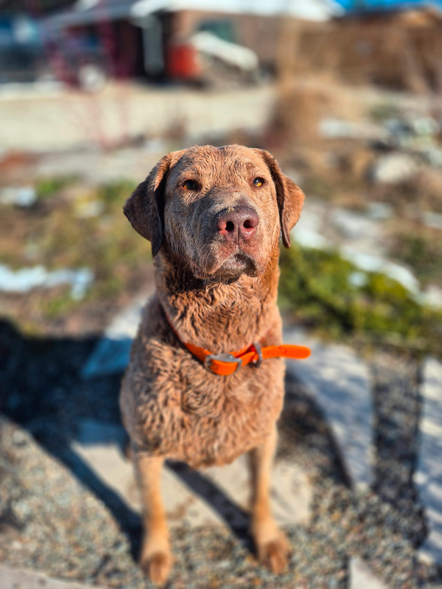Chesapeake Bay Retriever Puppies Working Line in Dogs & Puppies for Rehoming in Barrie - Image 2