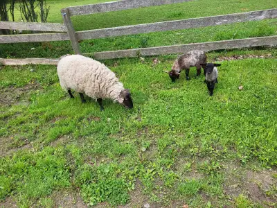 sheep for sale, View more