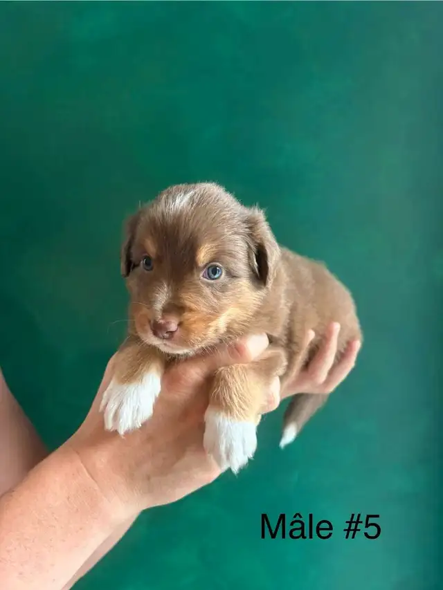 Superbe Portée de Chiots Berger Australien in Dogs & Puppies for Rehoming in Longueuil / South Shore - Image 10