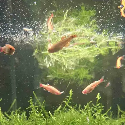 8 x Gold White Cloud Mountain minnows , View more