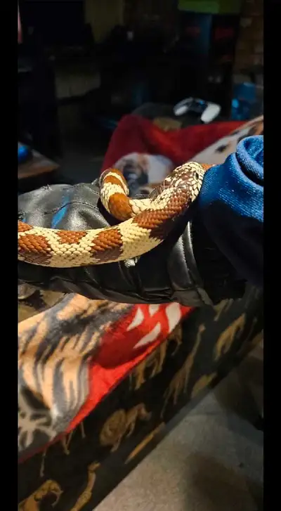 Male California Kingsnake $100 OBO, View more