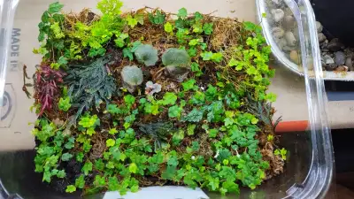 Terrarium Plants, View more
