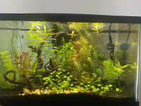 Planted fish tank