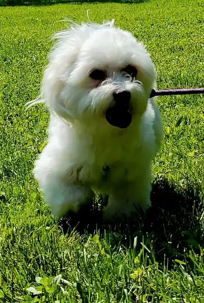 This pup needs to find a new family to continue to spoil him. Hes up to date on all shots and deworm...