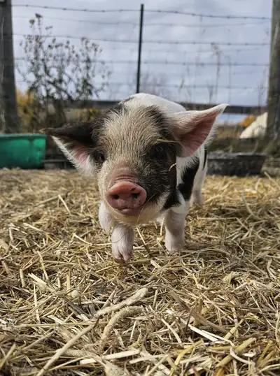 Kunekune Piglets - From AKKPS Registered Parents - Sept Litters, View more