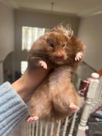 Chunky baby hamsters