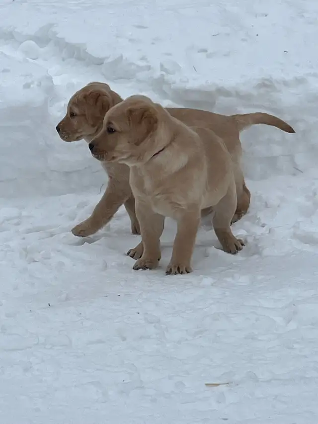 Purebred Labrador Puppies in Dogs & Puppies for Rehoming in Stratford - Image 5