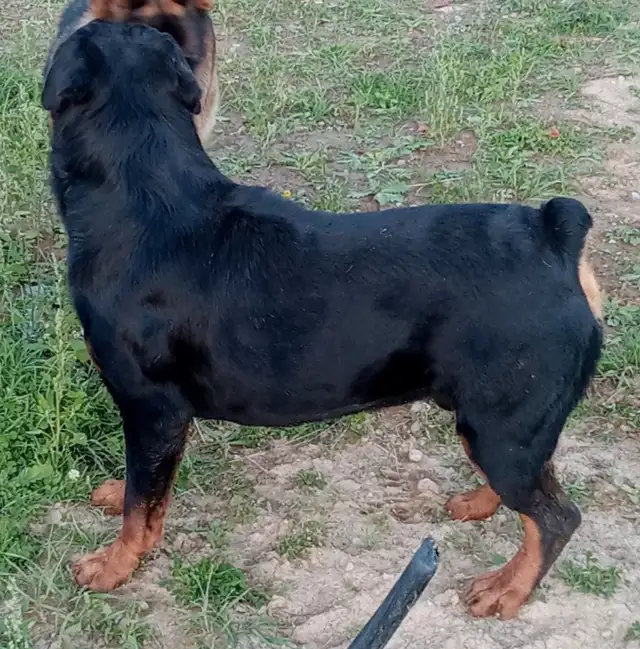 Beautiful Big boned Rottweiler puppies for Rehoming! in Dogs & Puppies for Rehoming in City of Toronto - Image 9