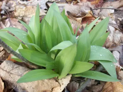 RESELLERS--STOCK UP ON YOUR WILD PLANT SUPPLY. *BULK RATES ON NATIVE ONTARIO PLANTS! PROPERTY OWNERS...