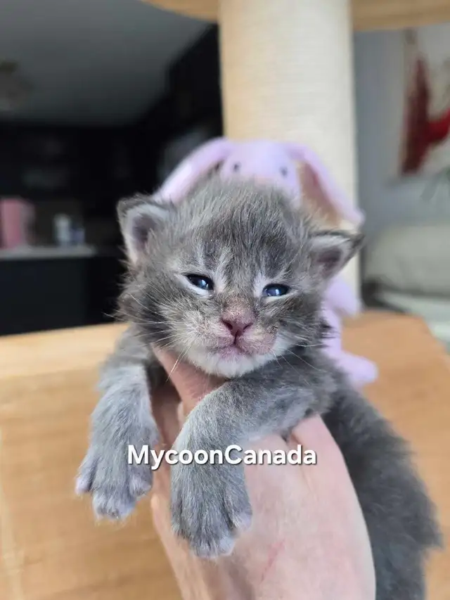 Champion Maine Coons (647) 933-6293 in Cats & Kittens for Rehoming in City of Toronto - Image 5