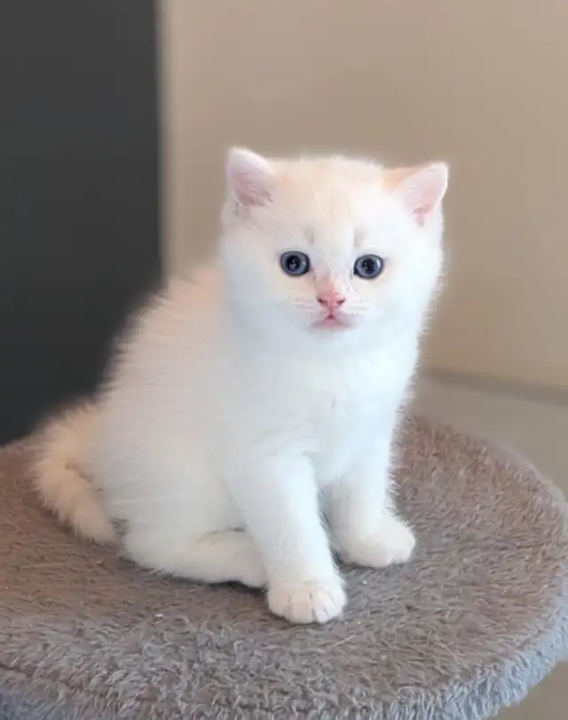 Gorgeous British Shorthair kitten / Ready May 9 in Cats & Kittens for Rehoming in Moncton - Image 7