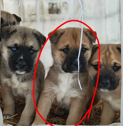 Musky puppies one female available, View more