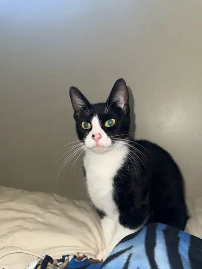cat to rehome, View more