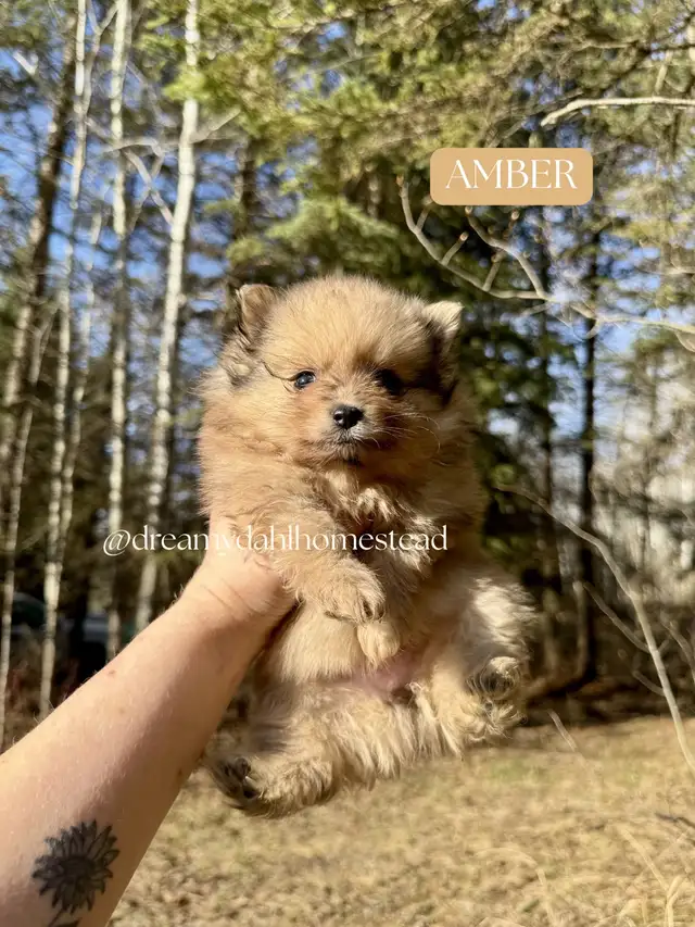 Female Pomeranians in Dogs & Puppies for Rehoming in Edmonton - Image 2