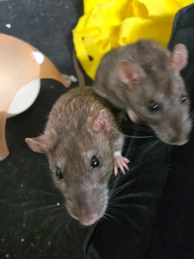 Lovely Male Rats free for Adoption in Small Animals for Rehoming in Mississauga / Peel Region - Image 8