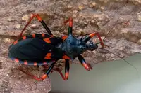 Horrid king assassin bug large nymphs