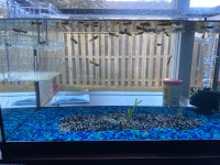 Guppies for Sale