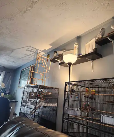 conure and cage , View more