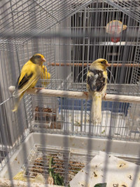 Canary for Sale