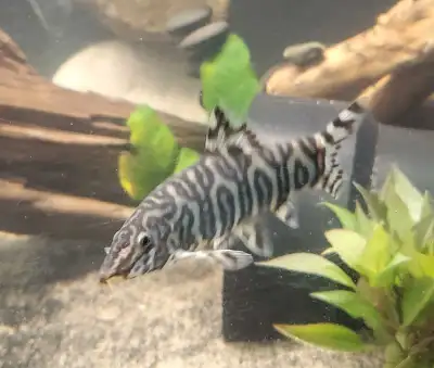 Yoyo Loach (3.7inch), View more