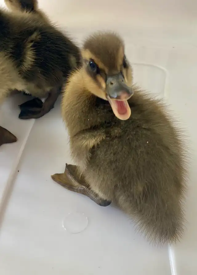 2 ducklings in Livestock in Lethbridge - Image 10